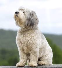 The old english sheepdog, as the name suggests, originated from england in the early 1800's. Polish Lowland Sheepdog Hunde Informationen Zu Den Bienenarten Omlet