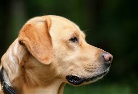 Der labrador ist ein jagdhund. Labrador Erziehung Die Besten 7 Tipps Welpenerziehung Hundeerziehung De
