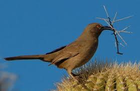 Yellow Birds Of Arizona Desert Curve Billed Thrasher In The Sonoran Desert Sonoran Desert Thrasher Bird Backyard Birds