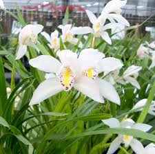 Orchid Flowers Cymbidium Ebereum How Much Light Your Orchid Will Need Depends On The Type Of Orchid Some Like A Orchids Types Of Orchids Orchid Flower