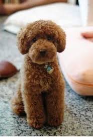 Black And White Standard Poodle Teddy Bear Cut Pin On Miniature Poodle
