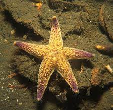 It will eat almost anything it can find, including dead fish and fish waste (csiro, 2004). Northern Pacific Seastar Pest Control Hub Northland Regional Council