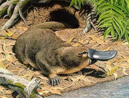 Ordek Gagali Kunduz Beaver With Duckbill Avustralya Aslinda Kunduz Degildir