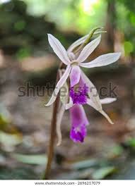 Image result for Nervilia sp.no.4