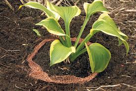 We did not find results for: Four Easy Ways To Eliminate Slugs Garden Gate