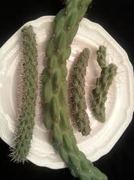 At first, cylindropuntia was considered a subgenus of the larger opuntia genus. Cholla Cactus Sampler Large Cactus Desert Plant Live Plants Etsy Unique Plants Cactus Types Succulents