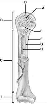 The femur is a type of long bone located in the thigh and is the largest bone of the skeletal system. Blank Diagram Of A Long Bone Level 3 5 Exercise And Fitness Knowledge Personal Fun Pigeon Forge