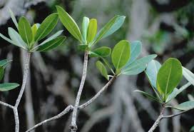 Image result for Rhizophoraceae