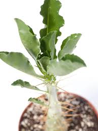 Image result for Pachypodium saundersii