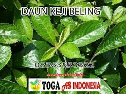 Jual Daun Keji Beling Segar Maupun Kering Wa 08563553322 Tanaman Daun