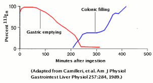 Gastrointestinal Transit How Long Does It Take