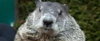 Image result for punxsutawney phil