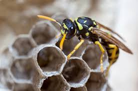 The black and yellow mud dauber, sceliphron caementarium (drury), is a common and widely distributed solitary sphecid wasp that hunts spiders and builds characteristic mud nests for their offspring (figure 1). Bees And Wasps Pest Library Nozzle Nolen