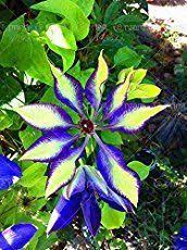 Montana clematis are wonderful for covering a roof or large area of fence. Clematis Care The Ultimate Guide To Planting Growing And Pruning Clematis Gardening From House To Home Clematis Plants Clematis Flowering Vines