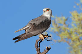 We invite you to visit our tranquil bird park and experience south africa's magnificent aerial predators firsthand. Black Shouldered Kite Elanus Caeruleus