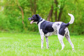 Lab Pointer Dog Breed Health Temperament Training Feeding And Puppies Petguide