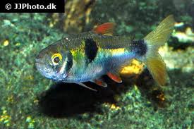 Image result for Exotheca