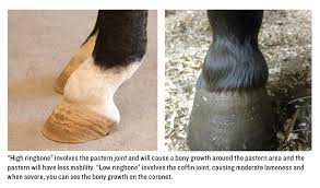 Dealing With Ringbone Speedhorse Magazine Your Global Connection To Quarter Horse Racing