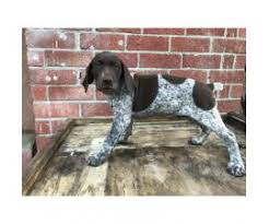 Check spelling or type a new query. 7 German Shorthaired Pointer Puppies For Sale In Fresno California Puppies For Sale Near Me