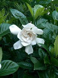 Memories Of Good Times Bring Comfort In Bad Times Gardenia Plant August Beauty Gardenia Popular Flowers