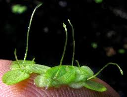 Image result for Lemna aequinoctialis