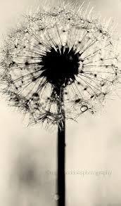 Maybe you would like to learn more about one of these? The Art Of Black And White Photography