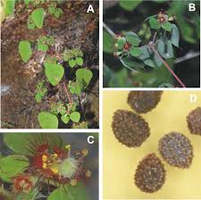 Image result for Euphorbia neoglaucescens