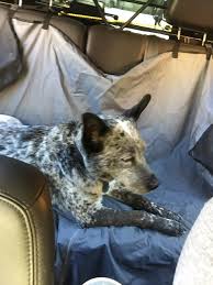 Australian cattle dog, blue heeler (blue forest, starry sky), by artwork by ak bandana headwear for fishing ski face scarf with filter. Opsalign Efficient Effective Executable