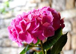 What all of this means to you, the grower, is that, if you'll be striving for a particular color, you'll need to learn the ph of your soil. Ultimate Guide To Hydrangea Flower Meaning Petal Republic