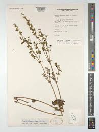 Image result for Swertia