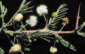 Image result for Acacia luederitzii