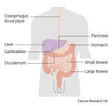 Symptoms that start or worsen in relation to meals may also be indicative of a bowel problem. About Pancreatic Cancer Cancer Research Uk