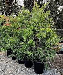 Image result for Afrocarpus