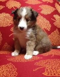 Each day, many new puppies are born, and people like you come here to find their new puppy. Shetland Sheepdog Puppies For Sale Puppies For Sale Dogs For Sale Dog Breeders Dog Kennel Kitten For Sale Cat For Sale