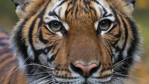 Di sana, terdapat kebun binatang tertua di dunia. Seekor Harimau Di Kebun Binatang New York Tertular Virus Corona Abc News