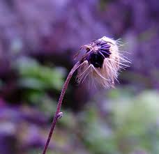 Image result for Eriosema robinsonii