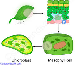 Plant cells do not have lysosomes or centrosomes. Chloroplast Distribution Morphology Ultrastructure And Functions Study Score