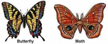 What Is Difference Between A Butterfly And Moth Charismatic Planet Moth Vs Butterfly Butterfly Information Moth