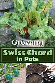 Growing Swiss Chard In Pots Container Gardening Vegetables Growing Swiss Chard Planting Seeds Indoors