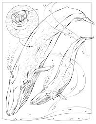 Ocean Printables More Available At Http Kids Nationalgeographic Com Kids The Site Doesn T All Whale Coloring Pages Coloring Pages Coloring Pages Nature