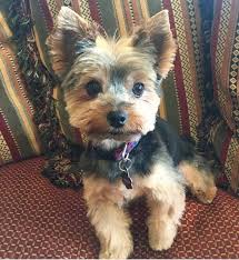 See the summer shaved yorkie, yorkie teddy bear cut, puppy cut, and other tips for easy cute yorkie haircuts: Pin On Yorkie Cuts