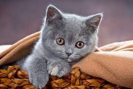 bkh von rennert essen cats cat cuddle pretty cats