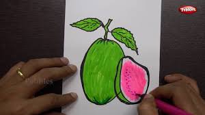 How To Draw Guava Fruit Step By Step Guava Fruit Drawing For Beginners Youtube If you're new to drawing, please explore. how to draw guava fruit step by step guava fruit drawing for beginners