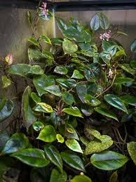 Image result for Begonia elaeagnifolia