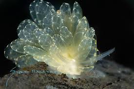 Image result for Siphonochilus parvus