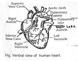 Structure Of The Human Heart Human Heart Heart Human