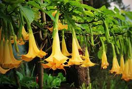 20 Common Poisonous Flowers Photos Garden Lovers Club In 2021 Garden Lovers Club Common Garden Plants Goldfish Plant