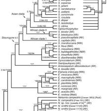 Image result for Stemodiopsis buchananii