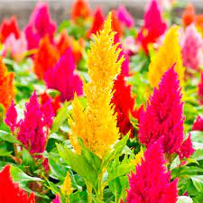 Dwarf Celosia Celosia Plumosa My Garden Life