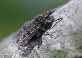Horse flies are in the fly family tabanidae, which also includes the deer flies. Notch Horned Cleg Fly Horse Fly The Wildlife Trusts